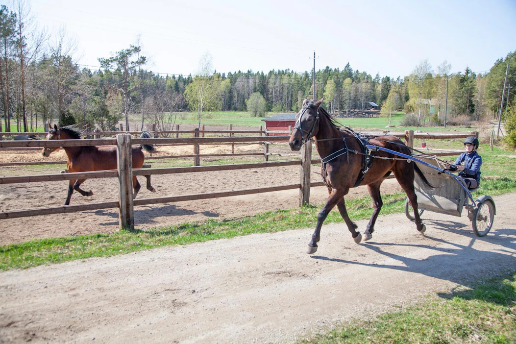 Janina Lehtonen ajaa Black Bregolla, jolla on tärkeä ”apuvalmentajan” rooli muiden hevosten ajokaverina. Tarhassa kirmaa 2-vuotias ori Westide Instinct (i. Trixton, e. Red Fire Princess 1.15,7ake, ei. Classico Merett).