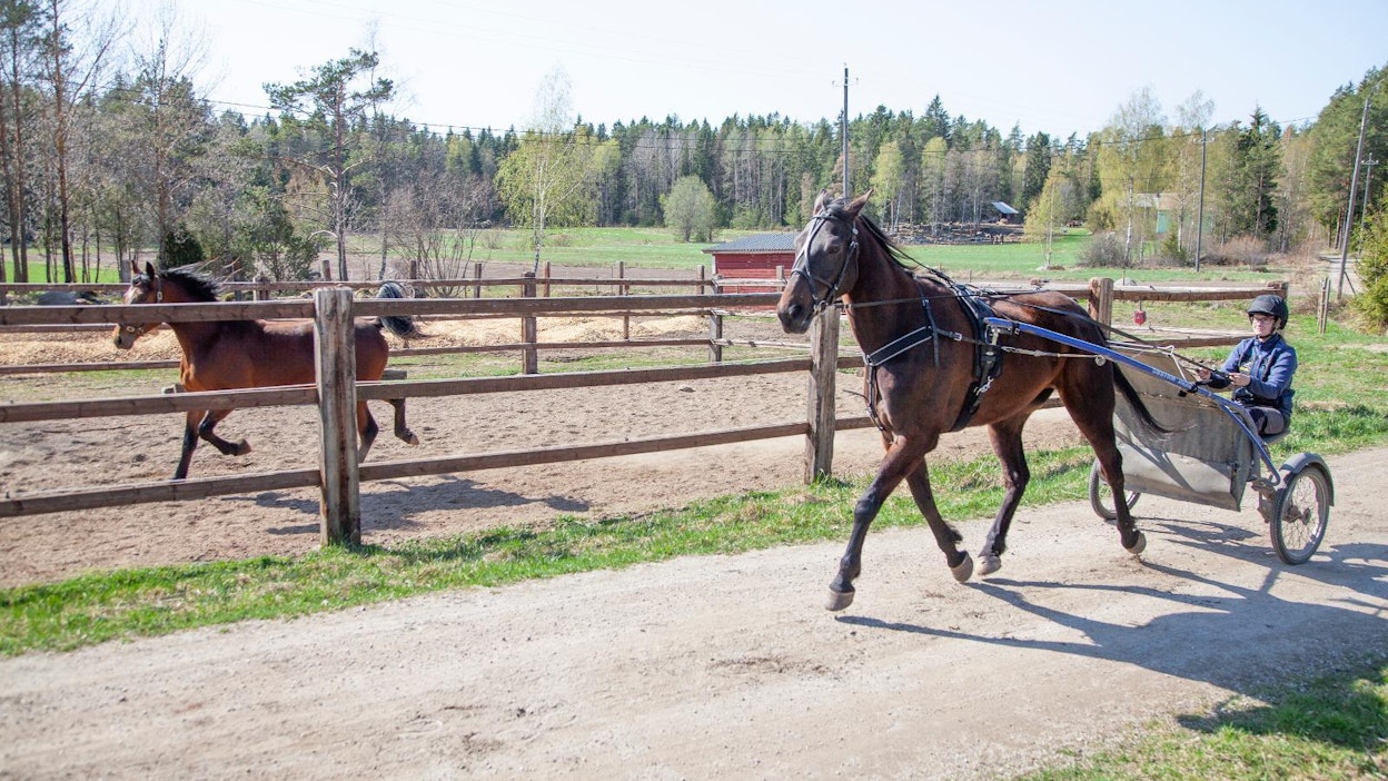 Janina Lehtonen ajaa Black Bregolla, jolla on tärkeä ”apuvalmentajan” rooli muiden hevosten ajokaverina. Tarhassa kirmaa 2-vuotias ori Westide Instinct (i. Trixton, e. Red Fire Princess 1.15,7ake, ei. Classico Merett).