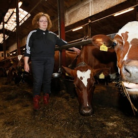 Juusto-lehmä on yksi niistä, jotka joudutaan lähettämään teuraaksi rehupulan takia, Seija Kairinen kertoo. Luopuminen sattuu sydämeen.