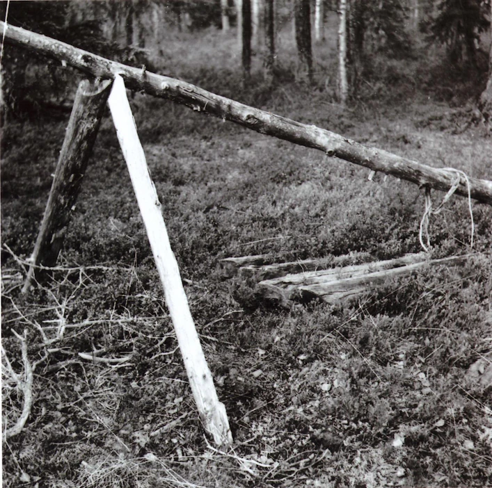 Lintupoikueen surmaksi viritetyn loukun jäänteet Savukosken erämaassa 1960-luvulla.