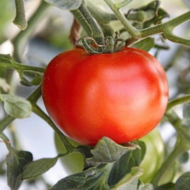 Lepaa tomaatti kasvihuone.