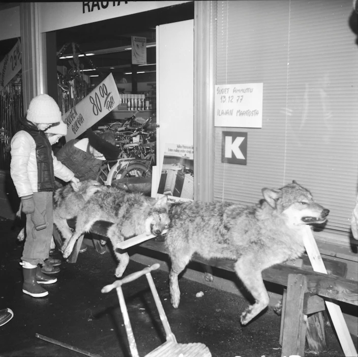 Ilomantsin kirkonkylässä oli kolme kaadettua sutta näytteillä K-market Kortelaisen liikerakennuksen edustalla vuonna 1977. Sudet ammuttiin Ilajan maastosta joulukuussa. Kuva kuuluu Ilomantsin Museosäätiön kokoelmaan.