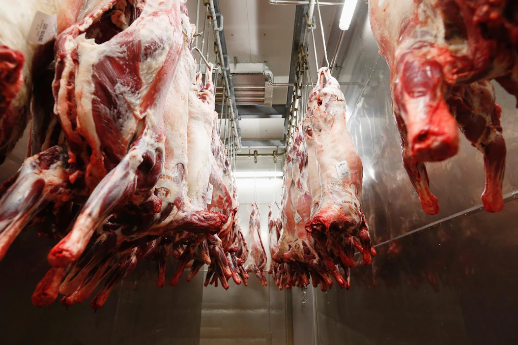 Osa EU-maista teurastaa tainnuttamatta halal- ja kosher-lihaa myös vientiin, vaikka EU:n lopetusasetus sallii perusteeksi vain uskonnon. Kuvan ruhot ovat Suomessa tavanomaisesti teurastettuja,