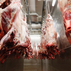 Osa EU-maista teurastaa tainnuttamatta halal- ja kosher-lihaa myös vientiin, vaikka EU:n lopetusasetus sallii perusteeksi vain uskonnon. Kuvan ruhot ovat Suomessa tavanomaisesti teurastettuja,