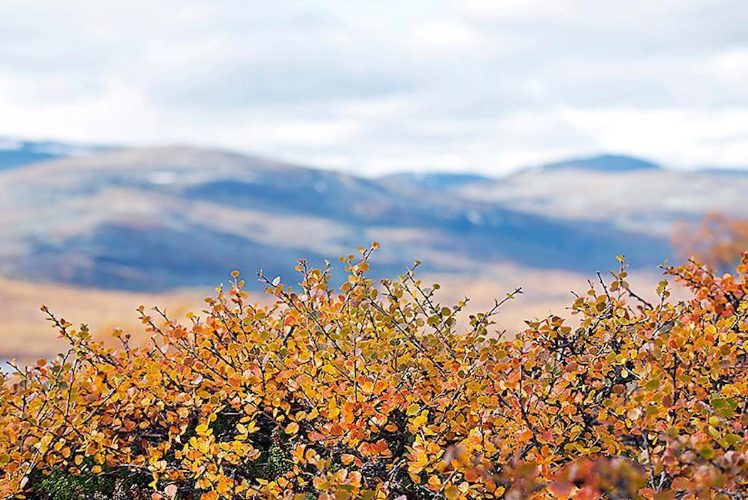 Ylä-Lapin tunturialueella juolukka, kanerva, mustikka, riekonmarja ja tunturikoivut hehkuvat punaisina vielä hetken. Kilpisjärven maaruska on tänä syksynä harvinaisen komea.