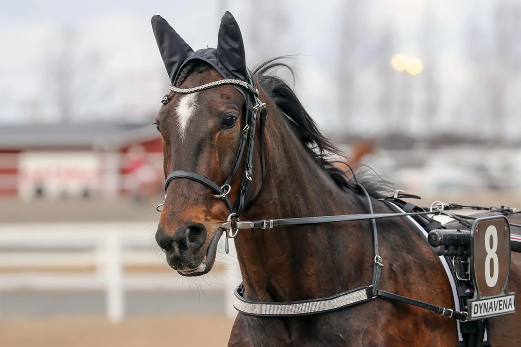 Petri Rahkon ja Antti Harjun kasvatustyön hedelmä Elian Web osallistuu sunnuntaina Elitloppetiin.
