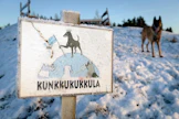 "Täällä saa juosta ja leikkiä aikuisetkin. Parasta mitä voit koiralle antaa on yhteinen aika", Rajala sanoo