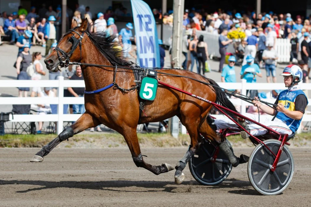 Mikkelin Jukurien raviliigavarsa Tingaling elokuussa Mikkelissä ohjissaan Iikka Nurmonen. Tiistai-iltana Solvallan voitossa puikoissa oli Björn Goop.