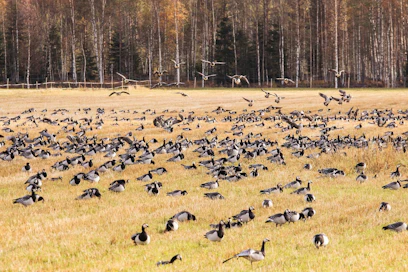 Valkoposkihanhet ruokailivat keväällä pelloilla muun muassa Kiteellä.