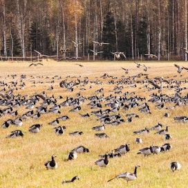 Valkoposkihanhet ruokailivat keväällä pelloilla muun muassa Kiteellä.
