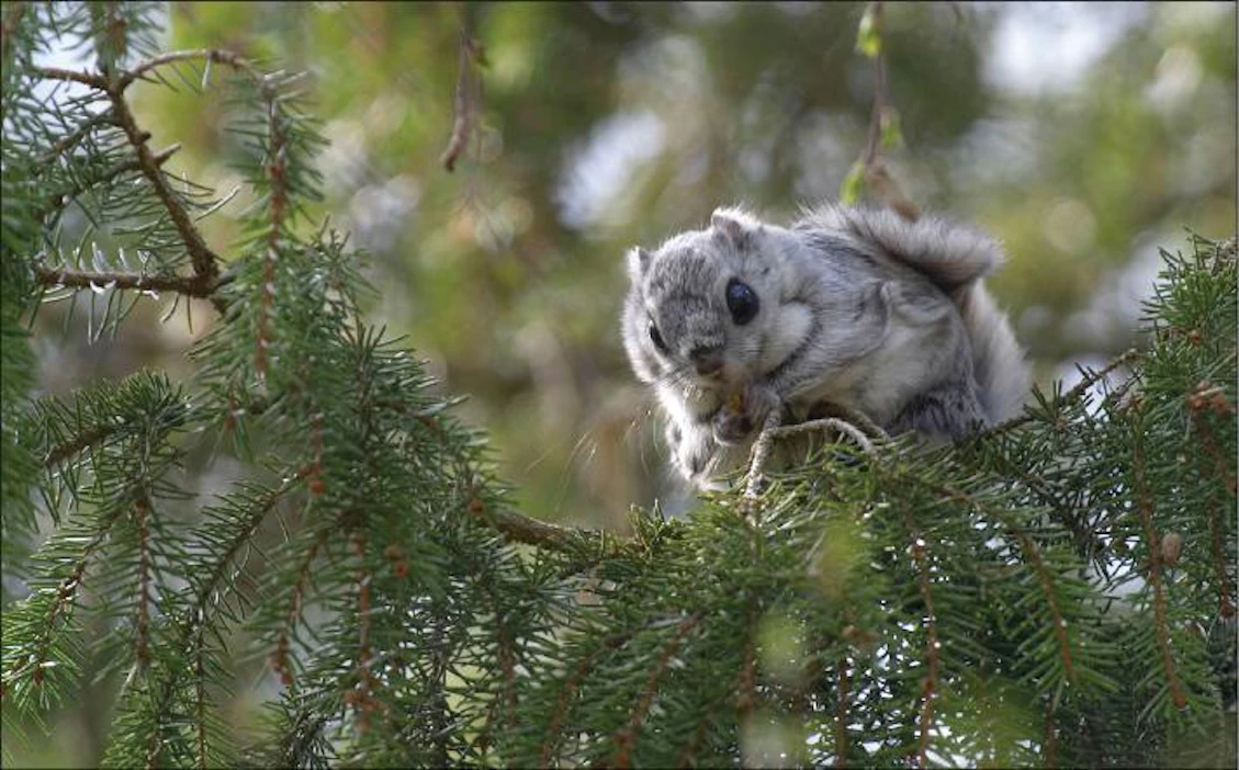Liito-orava viihtyy parhaiten kuusivaltaisessa metsässä, jossa kasvaa myös lehtipuita. heimo rajaniemi/kuvaliiteri
