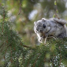 Liito-orava viihtyy parhaiten kuusivaltaisessa metsässä, jossa kasvaa myös lehtipuita. heimo rajaniemi/kuvaliiteri