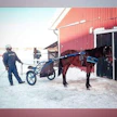 B.W.L.Fighter oli yksi Antero Heinosen viime talven valmennettavista.