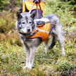 Susien takia hirvikoirien käyttö ei joka paikassa ole mahdollista. Kuvituskuva.