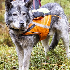 Poronhoitoalueella koiran käyttö on kielletty metsästyksessä aikavälillä 1.1.–15.1.2024. 