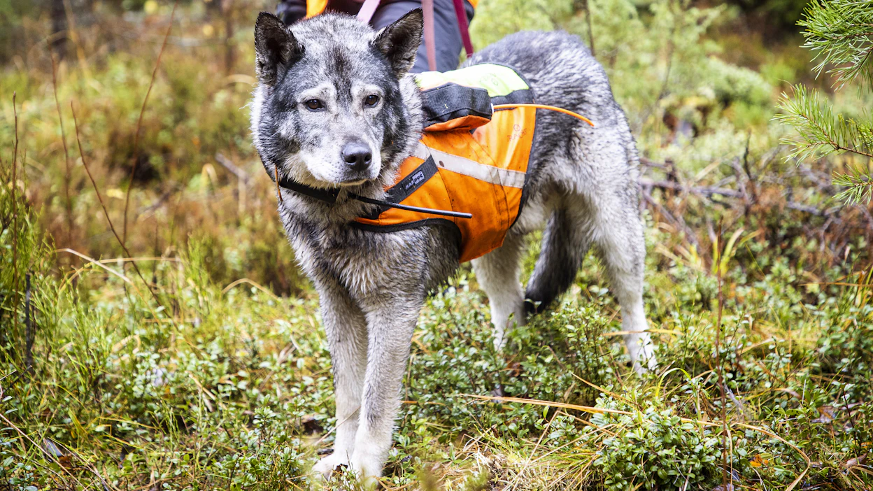 Poronhoitoalueella koiran käyttö on kielletty metsästyksessä aikavälillä 1.1.–15.1.2024.