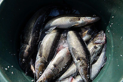 Luken hankkeessa mukana olleet 19 kalastajaa mittasivat lähes 50 000 kuhaa.