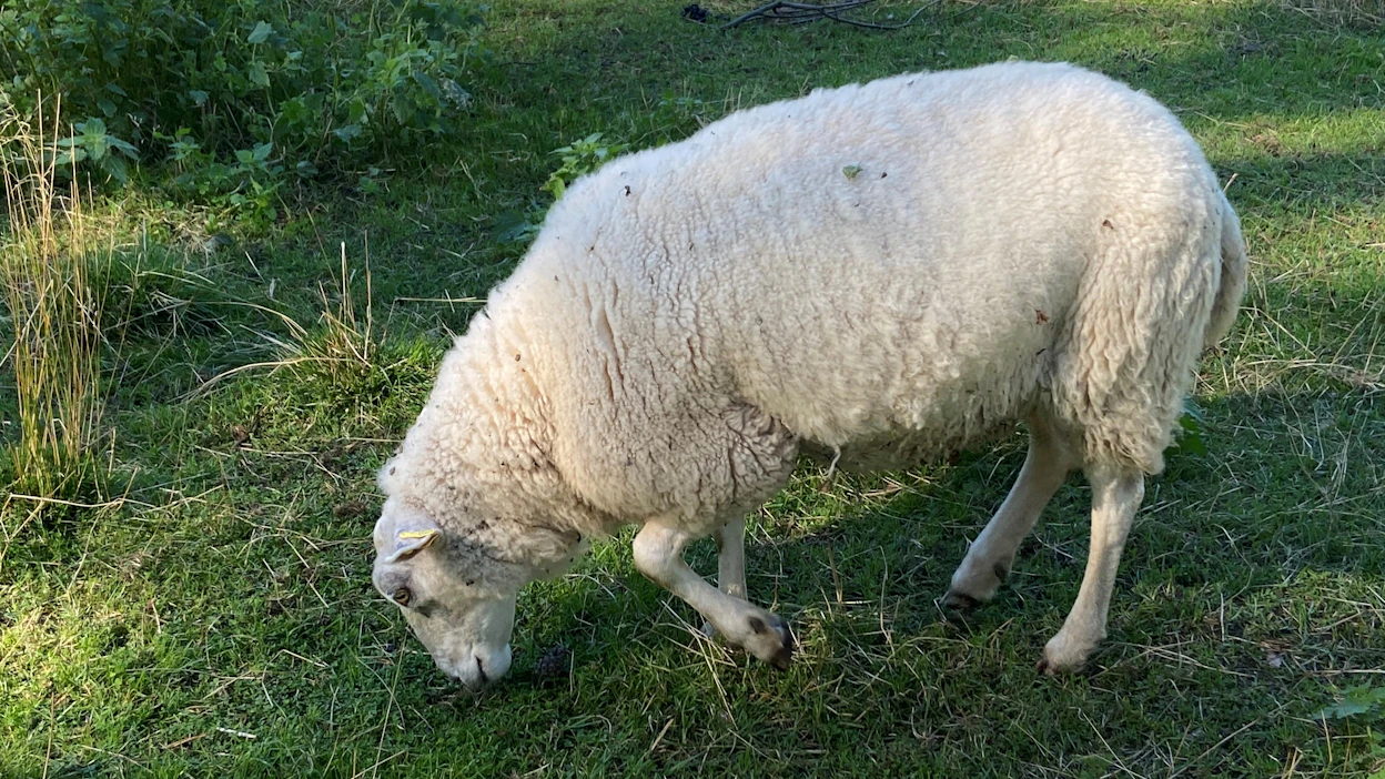 Kuvan loukkaantunut uuhi kulkee kolmella jalalla. Tämä joudutaan siirtämään monen muun ohella sisäruokintaan, jotta vammoilla olisi mahdollisuus parantua.
