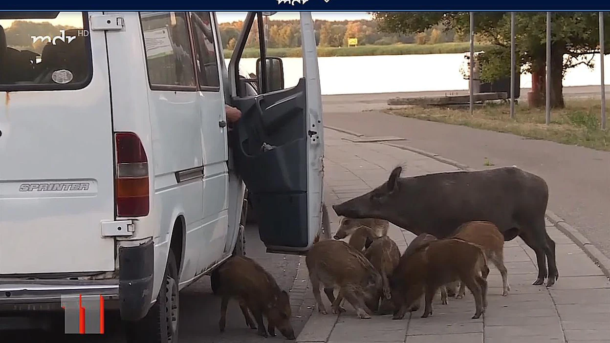 Villisikoja ruokitaan Usedomissa jopa suoraan autoista.