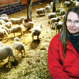 Lallin Lammas Oy:n tuotantopäällikkö Kati Kaisajoen mielestä teuraseläinten rekisteröinnin seuranta ei ole lammas-teurastamojen tehtävä. Kari Salonen