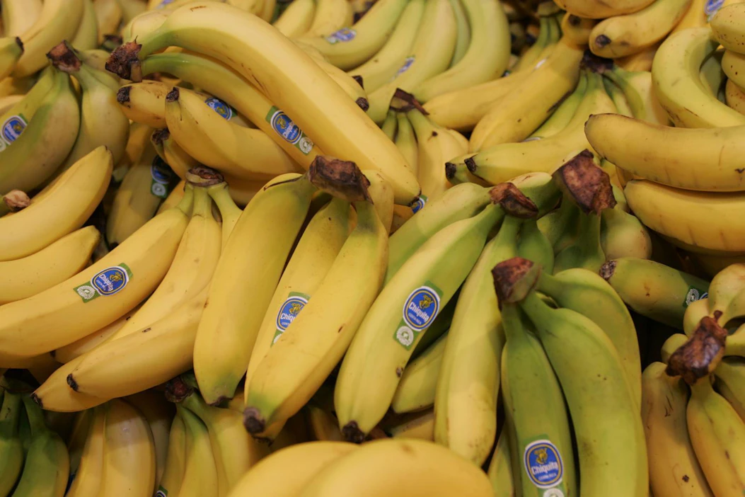 Lähes kaikilla kaupallisilla banaaniplantaaseilla viljellään Cavendish-lajiketta. Vastaavan makuista banaanilajiketta ei ole.
