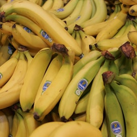 Lähes kaikilla kaupallisilla banaaniplantaaseilla viljellään Cavendish-lajiketta. Vastaavan makuista banaanilajiketta ei ole.