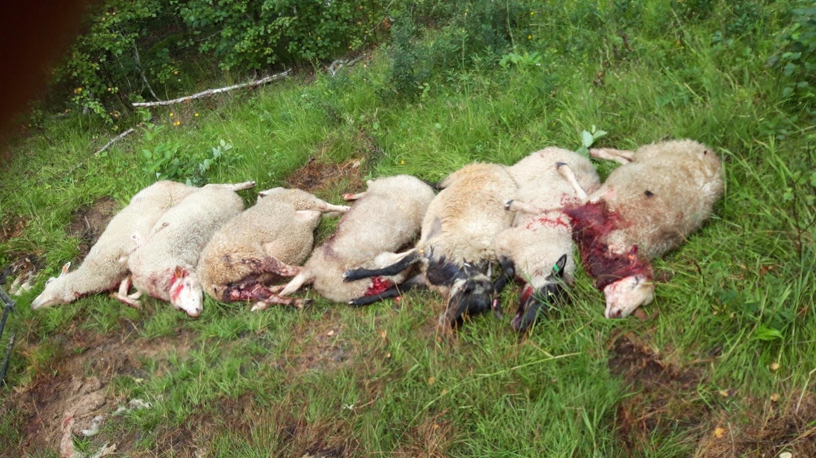 Susi tai sudet ovat vierailleet lammaslaitumella useita kertoja. Kymmeniä lampaita on kuollut.