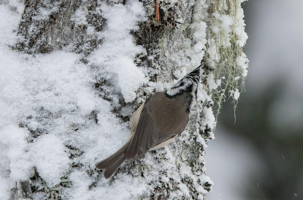 Mäntyvaltaisilla kankailla viihtyvän töyhtötiaisen päätä koristaa kirjailtu ”hiippalakki”.