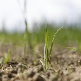 Kuivuus on vienyt Belgiassa viljojen keskimääräisestä sadosta viidenneksen.