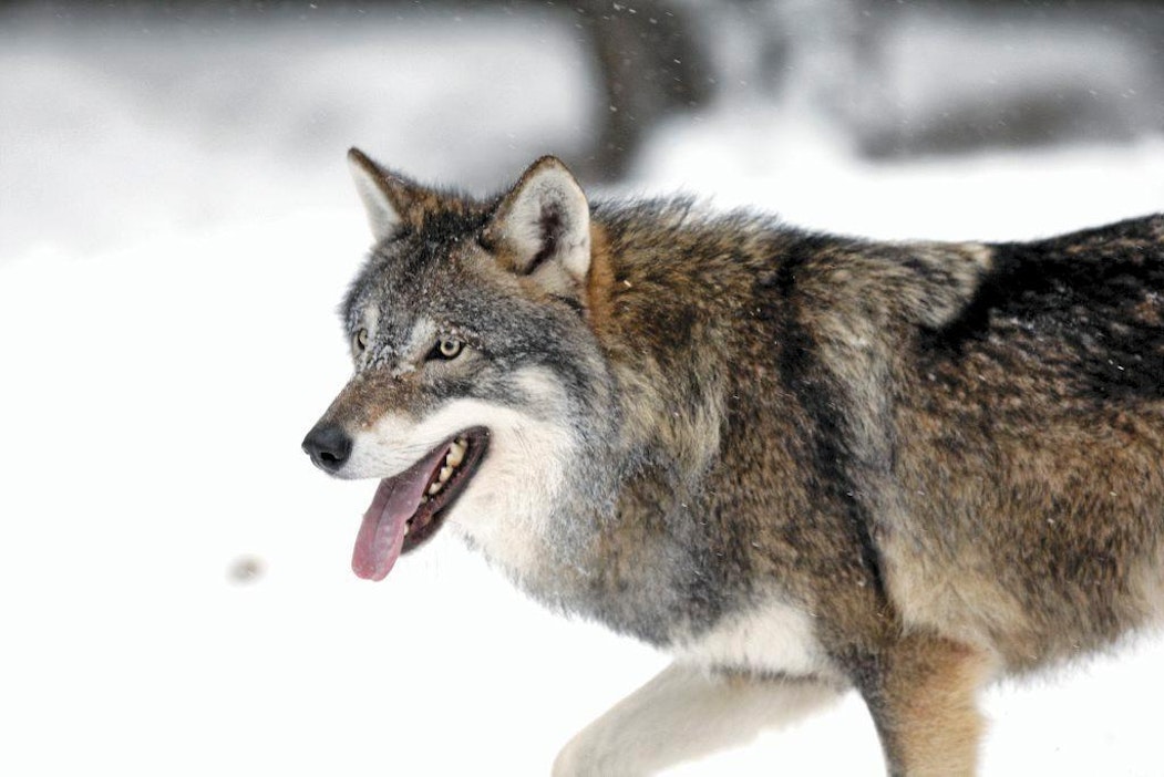 Erityisesti Riistakeskus seuraa alfanaaraiden päätymistä saaliiksi.