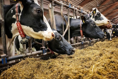 Ternimaidosta valmistettu sumute ei ole lääke saati rokote vaan ravintolisä. Sen ansiosta sumute on mahdollista saada markkinoille nopeallakin aikataululla.