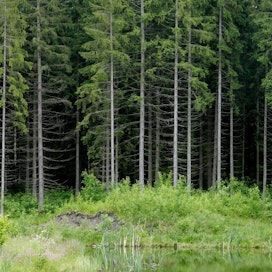 Uusin valtakunnan metsien inventointi (VMI) paljastaa, että metsien hiilen sidonta ja kasvu ovat aiempaa suurempia.