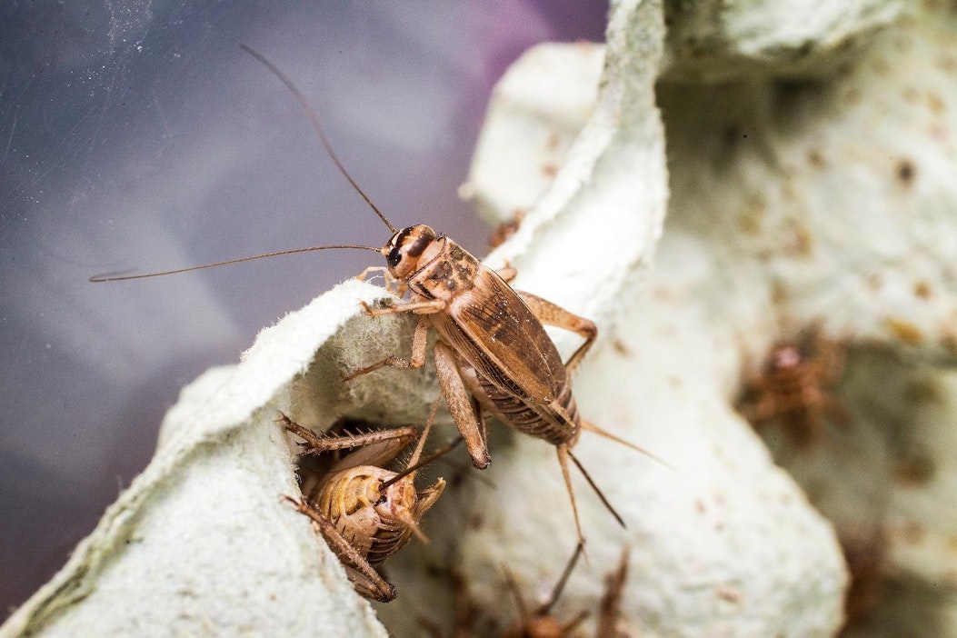 Sirkoista tehdään proteiinipitoista jauhoa elintarviketeollisuuden käyttöön.