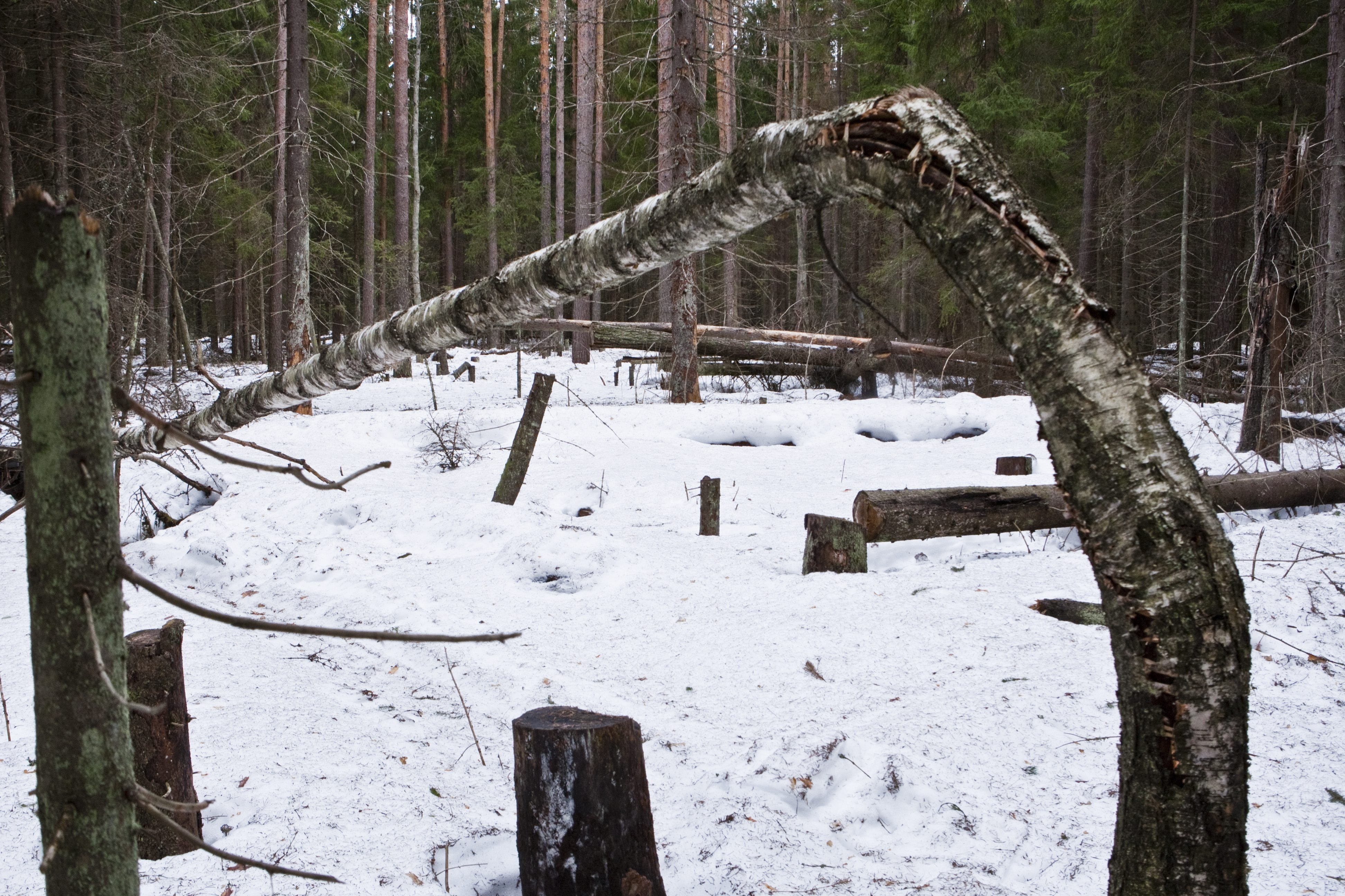 Tuulenkaadot ovat otollisia lisääntymispaikkoja kuusikoita tuhoaville kirjanpainajille. 