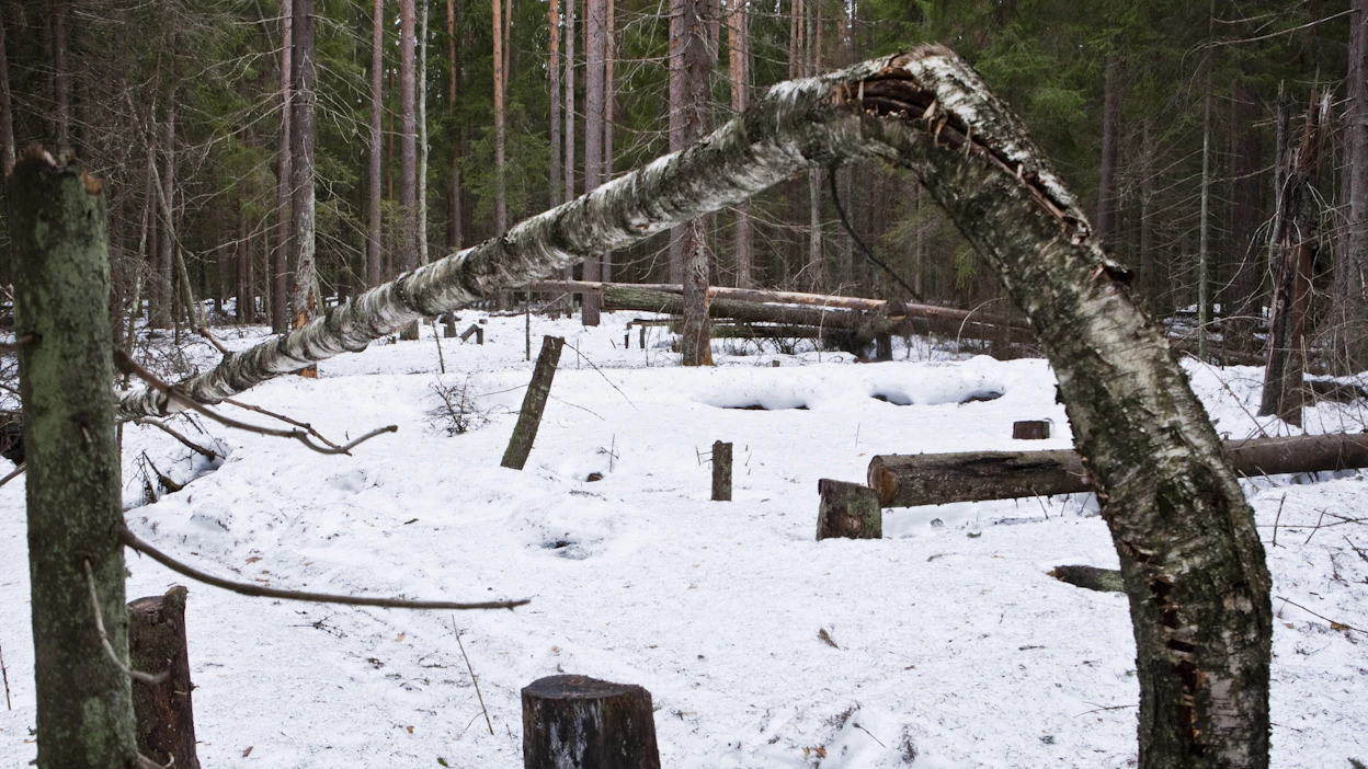 Tuulenkaadot ovat otollisia lisääntymispaikkoja kuusikoita tuhoaville kirjanpainajille.