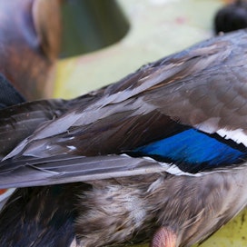 Sinisorsan sininen valkoreunuksinen siipipeili on varmin tuntomerkki linnun tunnistamiseksi.