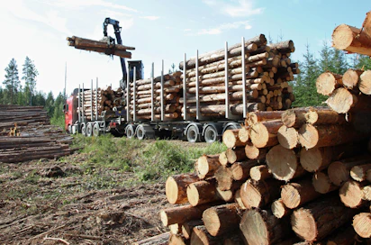 Metsätuholain mukaan kuuset on kuljetettava pois metsästä 10 kuutiometriä hehtaarilla ylittävältä osalta ja männyt 20 kuutiometriä hehtaarilla ylittävältä osalta. Metsätuholaki ei koske lehtipuita.