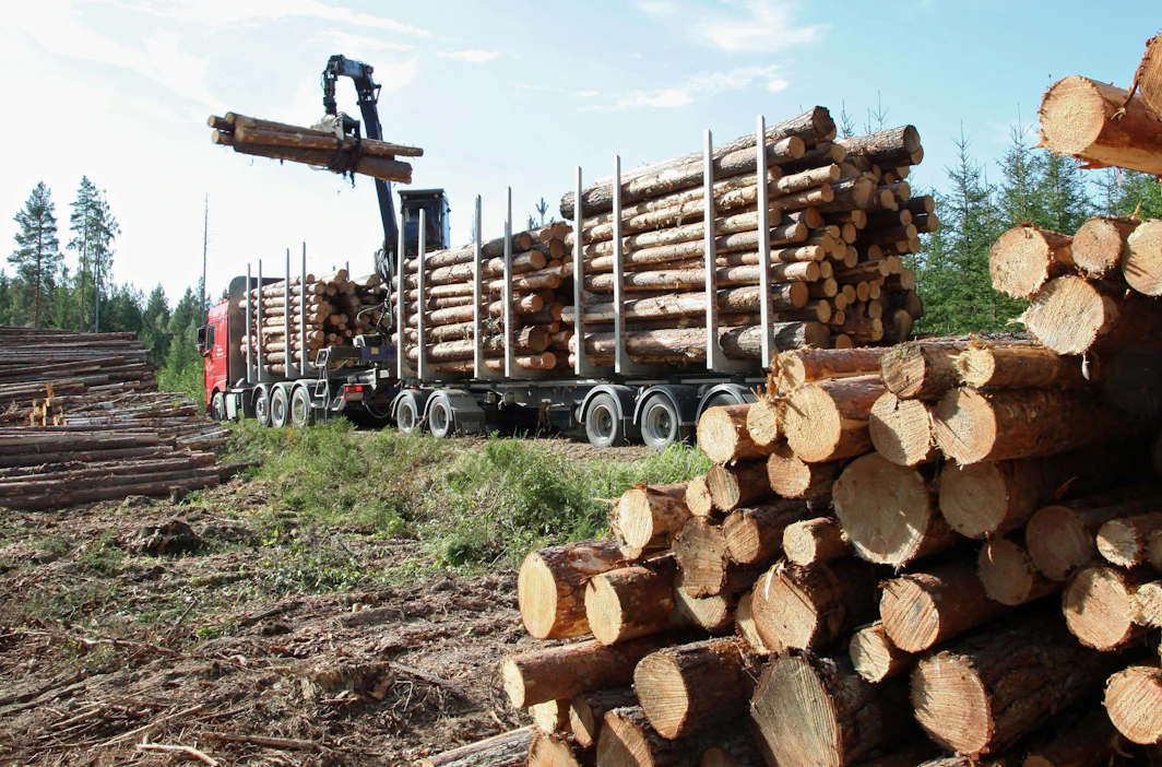 Metsätuholain mukaan kuuset on kuljetettava pois metsästä 10 kuutiometriä hehtaarilla ylittävältä osalta ja männyt 20 kuutiometriä hehtaarilla ylittävältä osalta. Metsätuholaki ei koske lehtipuita.