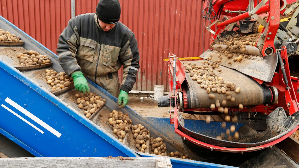 Viime vuonna Suomessa työskenteli noin 15 000 ukrainalaista kausityöntekijää. Kuvassa on ukrainalainen kausityöntekijä esilajittelemassa pikkuperunoita.