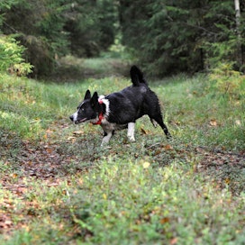 Susien aiheuttamat koiravahingot korvataan maa- ja metsätalousministeriön asetuksessa olevien kriteerien mukaisesti.