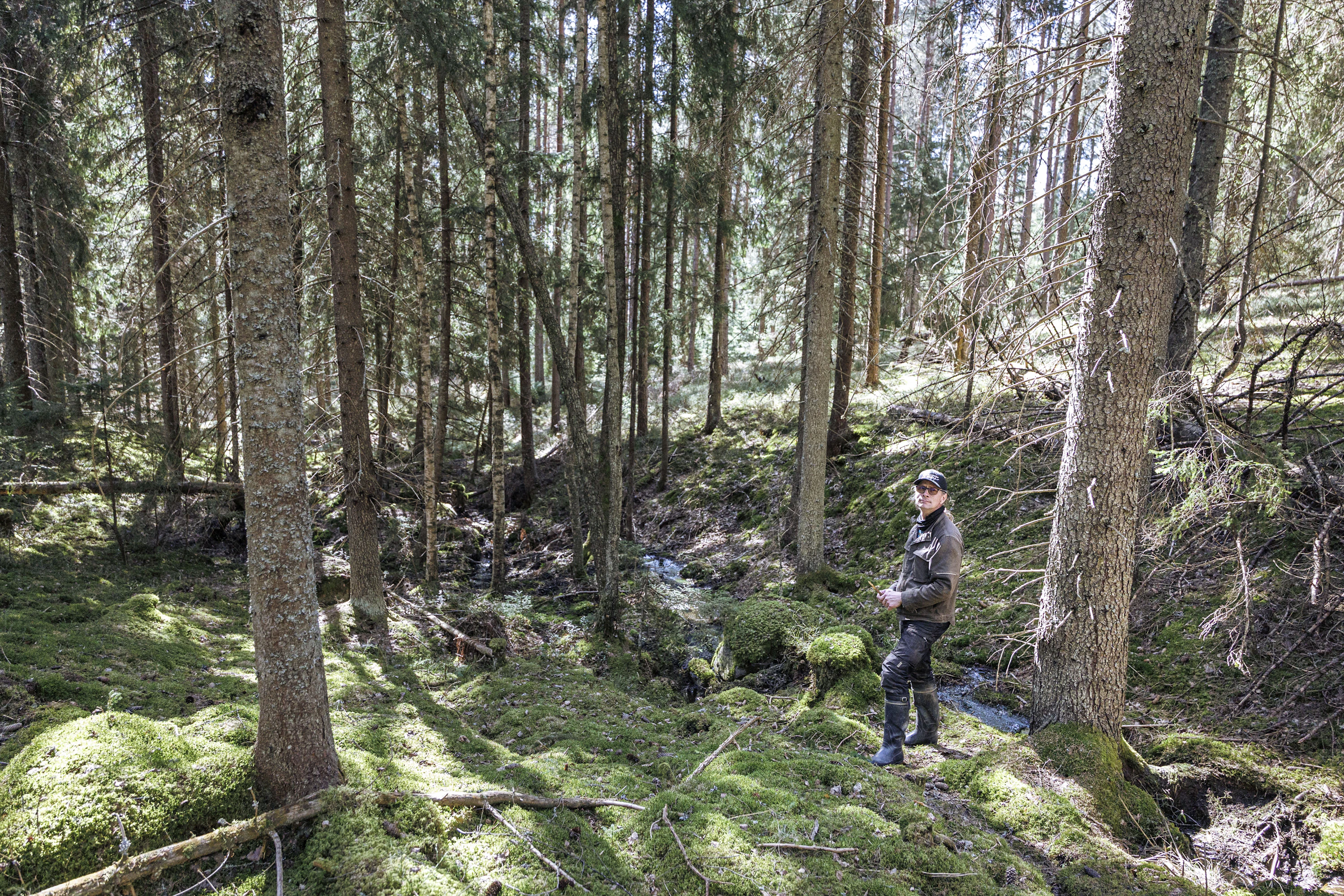Kalle Kivelä on rauhoittanut vehreän alueen, josta perhe kerää muun muassa suppilovahveroita. Noron ympäristön suojelusta hän saa korvausta Metso-ohjelmasta. Kivelä arvelee, että noro kärsisi, jos metsiä avohakattaisiin sen yläjuoksulla.