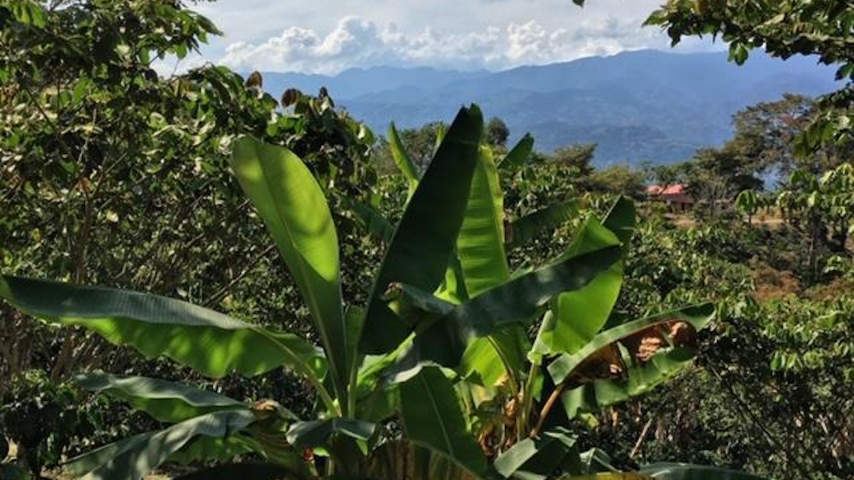 Kolumbian ilmasto soveltuu hyvin kahvin kasvatukseen.