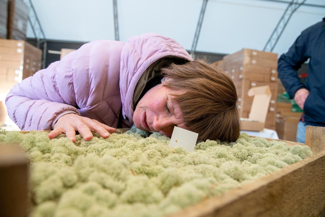 Sirpa Lintunen painoi poskensa pehmeään jäkälään, kun MTK:n toimihenkilöt tutustuivat Polarmossiin Hailuodossa kaksi viikkoa sitten.