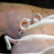 Salmonellakorvauksen määrä on enintään kolme neljäsosaa eläinten käyvästä arvosta tai vakiokorvauksesta, josta on vähennetty eläinten jäännöskäyttöarvo.