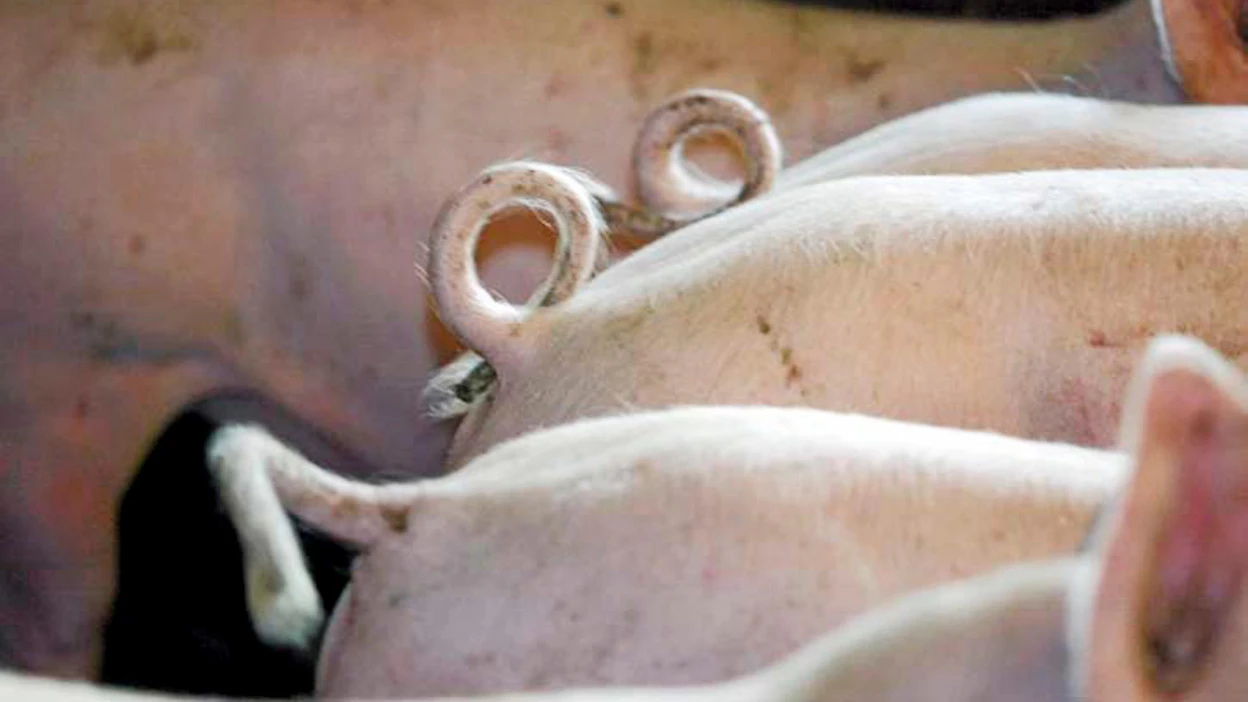 Salmonellakorvauksen määrä on enintään kolme neljäsosaa eläinten käyvästä arvosta tai vakiokorvauksesta, josta on vähennetty eläinten jäännöskäyttöarvo.
