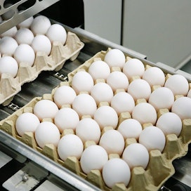 Häkkimunien suosio laskee, luomun, vapaan kanan- ja free range -munien kasvaa.