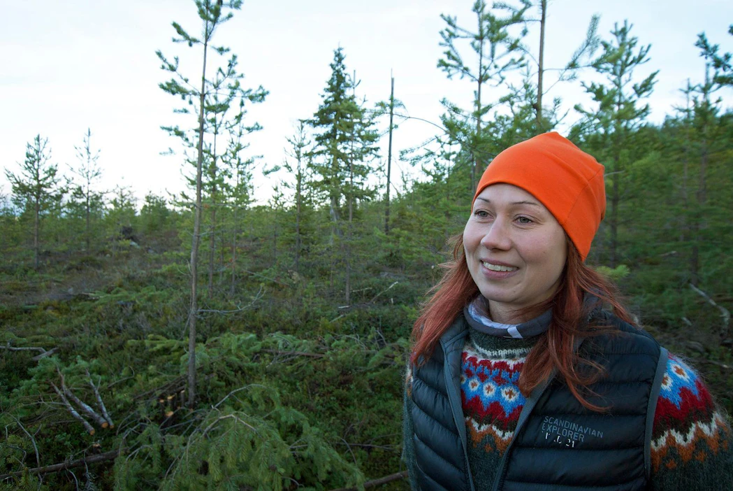 ”Kun taimikot kasvatetaan riittävän harvassa asennossa ja ensiharvennusta lykätään, puuston poistuma, keskijäreys sekä metsätalouden kannattavuus ovat aivan eri luokkaa kuin perinteisellä kasvatusmallilla”, Sallan yhteismetsän suunnittelija Kirsi Tahvanainen arvioi.