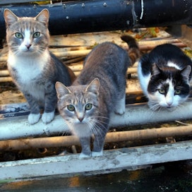Maaseudulla HESY:n paikallisjärjestöt toimivat kissojen suhteen äärirajoilla, sanoo puheenjohtaja Hannele Luukkainen. Kuvituskuva.