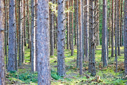 Suomalaisesta männystä saattaa tulevaisuudessa löytyä apua moniin sairauksiin.