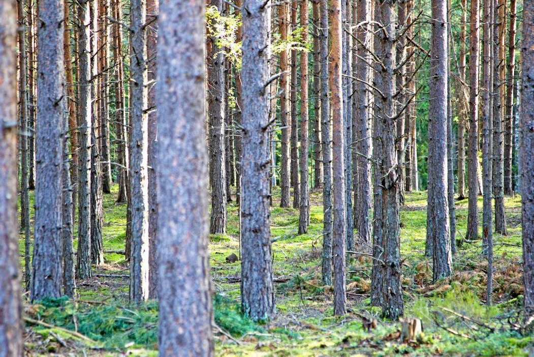 Suomalaisesta männystä saattaa tulevaisuudessa löytyä apua moniin sairauksiin.
